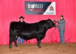 High Selling Angus Bull
