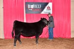 High Selling Angus Female