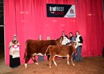 champ-herf-cow-calf