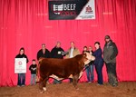 champ-mini-bull