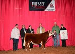 champ-mini-steer