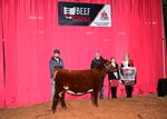 champ-shorthorn-female