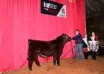 champion-shorthorn-bull