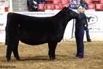 chcrossbredheifer