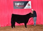 High Selling CHI Bull