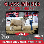 class-5-market-heifer.png