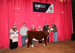 High Selling Hereford Female