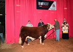 High Selling Hereford Bull