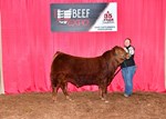 High Selling Limousin Bull
