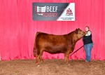 High Selling Limousin Female