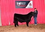 High Selling Maine Bull