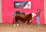 High Selling Mini Hereford Bull