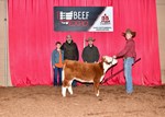 High Selling Mini Hereford Female
