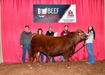 High Selling Red Angus Bull