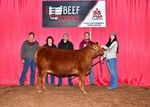 High Selling Red Angus Female
