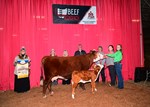 res-herf-cow-calf