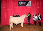 reserve-shorthorn-bull