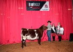 reserve-shorthorn-female