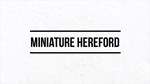 Miniature Hereford