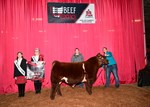 shorthorn-reserve-bull