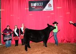 shorthorn+-reserve