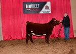 High Selling Shorthorn Female