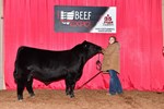 High Selling Simmental Bull